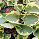 Peperomia obtusifolia f. variegata [large]