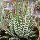 Haworthia attenuata 'Super White' [large] - May