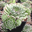 Sempervivum 'Velanovski'