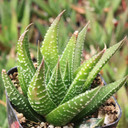 Haworthia attenuata f. rugosa