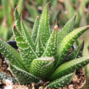 Haworthia attenuata f. rugosa