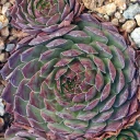 Sempervivum 'Kitty's Passion' (Outdoors) - November