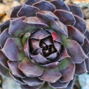 Sempervivum 'Kitty's Passion' (Outdoors) - January