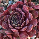 Sempervivum 'Kitty's Passion' (Outdoors) - May