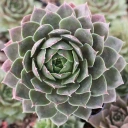 Sempervivum 'Kitty's Passion' - September