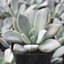 Pachyveria 'Curtis'