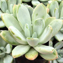 Pachyveria 'Curtis' - August