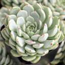 Echeveria 'Nobaranosei' (Side View)