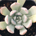 Echeveria 'Nobaranosei' - August