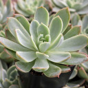 Echeveria 'Schichi-Kuksi'