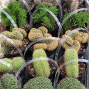 Mystery Crested Cactus [large]