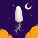 Ghost Tillandsia Hanger with Air Plant - Li'l Ghost