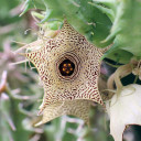 Huernia mccoyi [limited] Bloom
