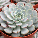 Echeveria 'Pinwheel' [large] Alt