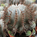 Euphorbia horrida [large]