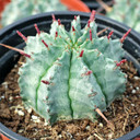 Euphorbia horrida [large] - May