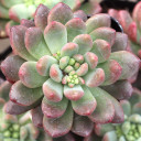 Cremneria 'Expatriata' - March