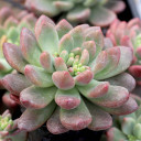 Cremneria 'Expatriata' - March