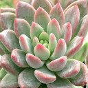 Graptoveria 'Phaeton' - January