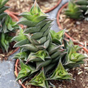 Haworthiopsis viscosa [large] - April