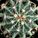 Ferocactus echidne