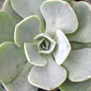 Echeveria 'Spring Showers'