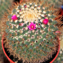 Mammillaria rhodantha ssp. pringlei (Bloom)