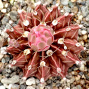 Gymnocalycium stenopleurum - July