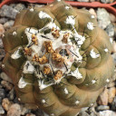 Copiapoa hypogaea - Top View