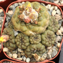 Copiapoa hypogaea - Alt