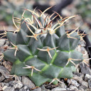 Mammillaria polythele