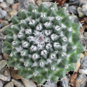 Mammillaria sempervivi