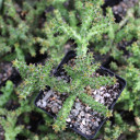 Edithcolea grandis - Persian Carpet Flower [large]