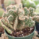 Cylindropuntia californica f. cristata