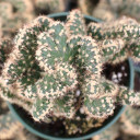 Cylindropuntia californica f. cristata