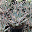 Aloe 'Purple Haze' [large]