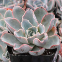 Echeveria 'Bruma' - March