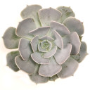 Extra Large Cutting - Echeveria - Silver Tones
