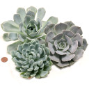 Extra Large Cutting - Echeveria - Silver Tones