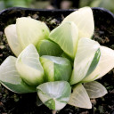 Haworthia mutica f. variegata - July