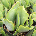 Cotyledon orbiculata 'Big Wave'