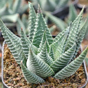 Haworthia limifolia f/ Tegelberg