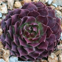 Sempervivum 'Deimos' (Outdoors) - January