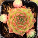 Sempervivum 'Deimos' - June