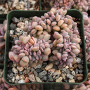 Echeveria Crested 'Cubic Frost'