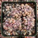 Echeveria Crested 'Cubic Frost'