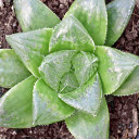 Haworthia 'Wudalang'