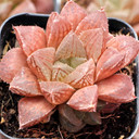 Haworthia 'Wudalang' - June