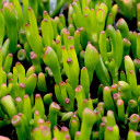 Crassula 'Gollum' Jade - Spring tips