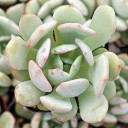Graptoveria 'A Grim One'